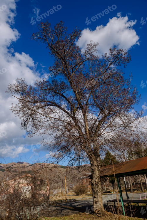 Preview: Beautiful Trees Against Blue Cloudy Sky, Armenia