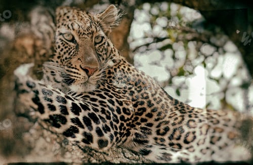 Preview: Vintage Style Image Of A Wild Leopard Lying In Wait Atop A Tree In Masai Mara, Kenya, Africa