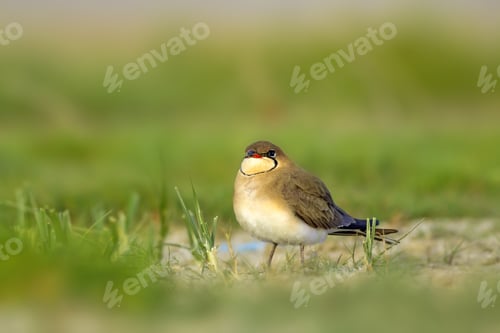 Preview: Cute Bird. Collared Pratincole. Glareola Pratincola. Green Yellow Nature Background.