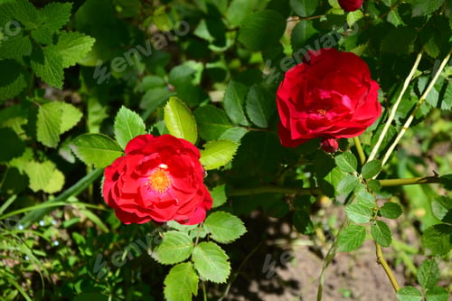 Preview: Red Roses Blooming In The Garden