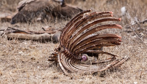 Preview: Vulture In The Etosha National Park, Namibia