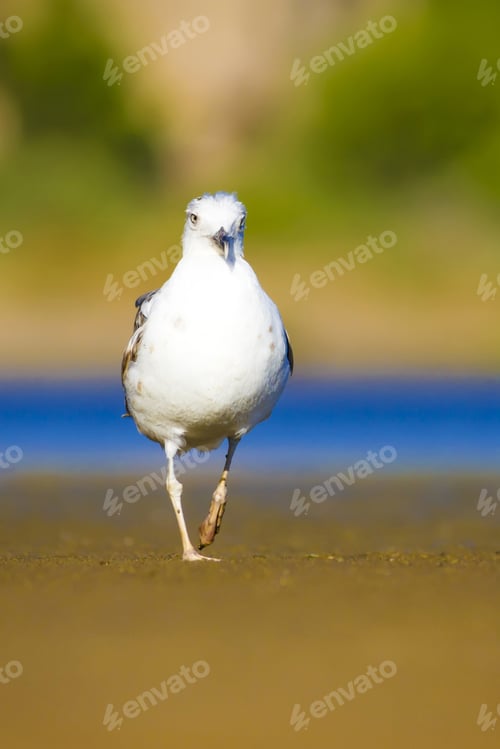 Preview: Cute Bird Seagull. Blue, Yellow, Green Nature Background. Yellow Legged Gull / Larus Michahellis