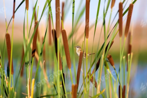 Preview: Nature And Bird. Green Red Nature Background. Moustached Warbler.