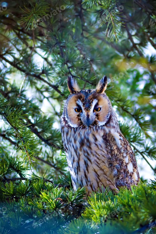 Preview: Forest And Owl. Green Pine Tree Background.
