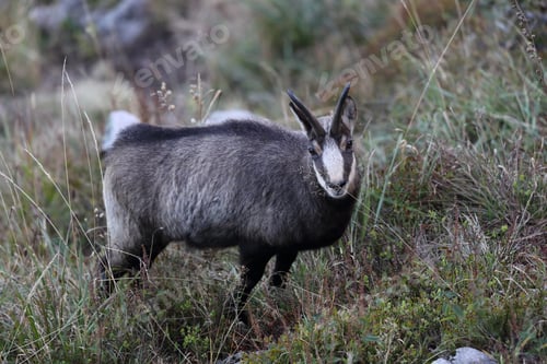 Preview: Chamois (Rupicapra Rupicapra) Vosges Mountains, France