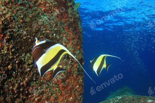 Preview: Moorish Idol Fish Butterflyfish Angelfish