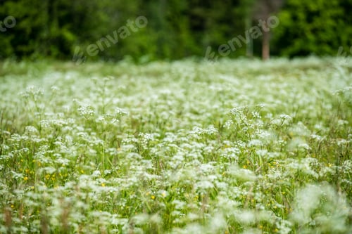 Preview: Beautiful Meadow With Blooming Flowers In Sunny Day In Summer. Colorful Background