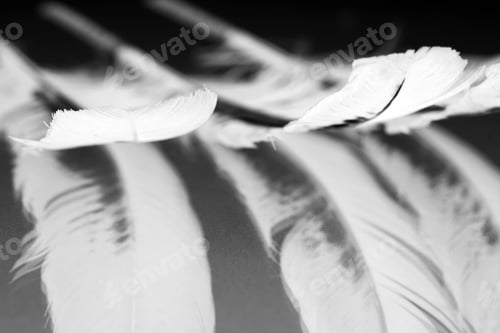 Preview: Hen Feather With Details And Reflexions