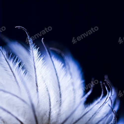 Preview: Abstract Composition With Dried Clematis Seeds And Light