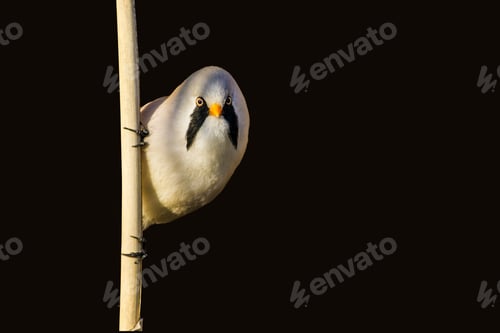 Preview: Cute Liitle Curious Bird. Isolated Bird Photo. Black Background. Bird: Bearded Reedling. Panurus