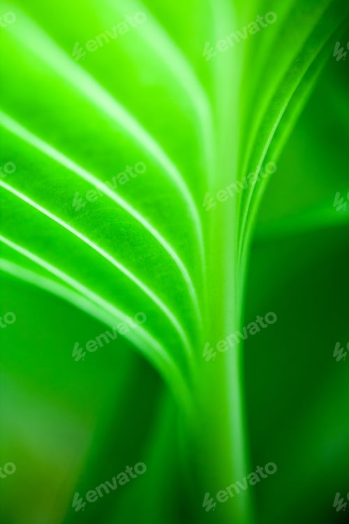 Preview: Green, Abstract Composition With Leaf Texture And Soft Focus