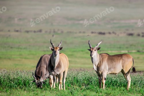 Preview: Huge Eland Antelopes In The Ngorongoro Crater, Tanzania, East-Africa