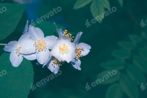 Preview: White Jasmine. The Branch Delicate Spring Flowers. Nature