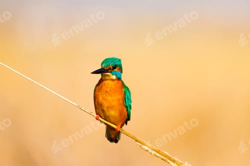 Preview: Cute Bird Kingfisher. Yellow Nature Background. Common Kingfisher Alcedo Atthis