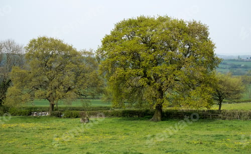 Preview: Big Tree Isolated In A Field