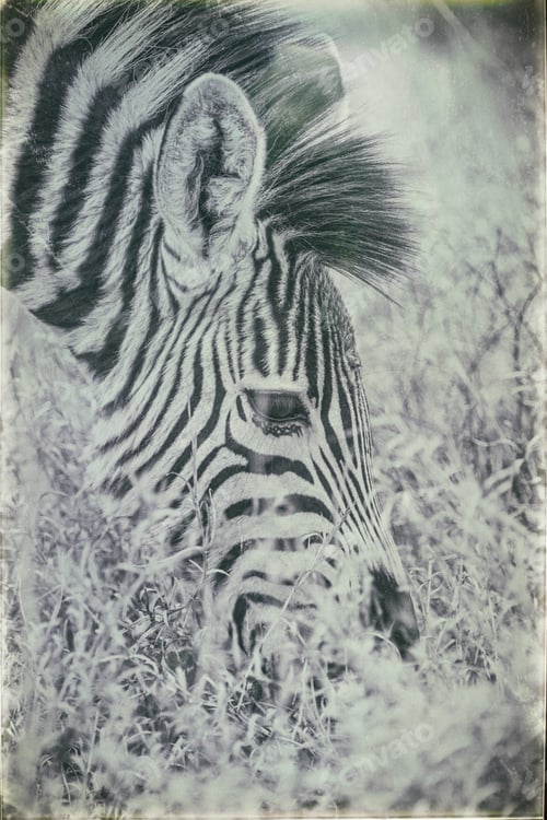 Preview: Vintage Style Image Of A Zebra In The Hwange National Park, Zimbabwe