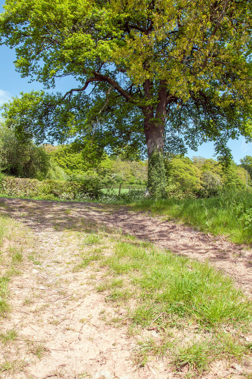 Preview: Summertime Landscape In The English Countryside.
