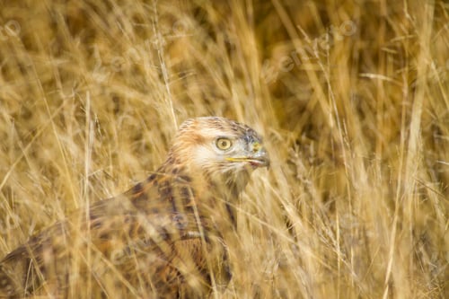 Preview: Bird Of Prey. Yellow Nature Background. Bird: Long Legged Buzzard. Buteo Rufinus.