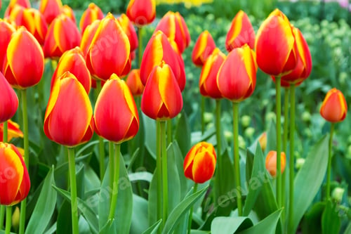 Preview: Colorful Flowerbed With Red, Yellow Tulips, Spring Flower Garden Keukenhof, Netherlands