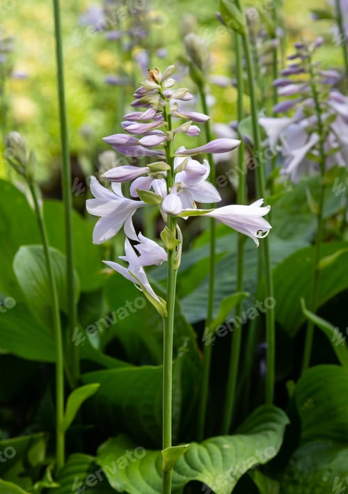 Preview: Blossom Of Hosta. Flowers Ornamental Plants Hosts.