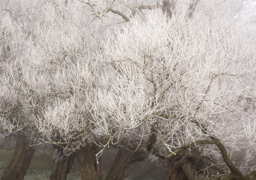 Preview: Winter Tree