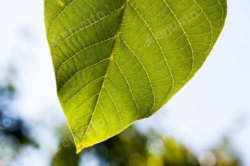 Preview: Green, Abstract Composition With Leaf Texture