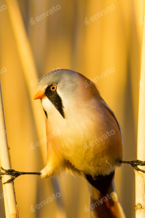 Preview: Bearded Funny Bird. Yellow Reeds Background.