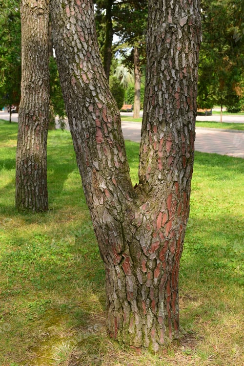 Preview: Maritime Pine (Pinus Pinaster) Trunk, Batumi