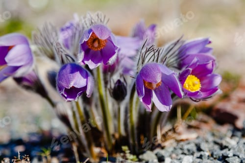 Preview: Pulsatilla Patens Common Names Include Eastern Pasqueflower, Prairie Crocus, And Cutleaf Anemone In