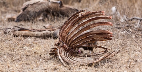 Preview: Vulture In The Etosha National Park, Namibia