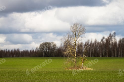 Preview: Processed Cereal Fields In Spring