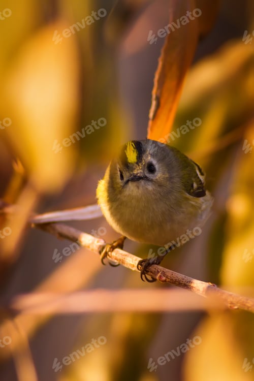 Preview: Forest And Bird. Red Yellow Nature Background. Goldcrest / Regulus Regulus