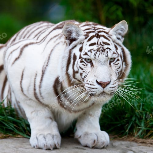 Preview: White Bengal Tiger