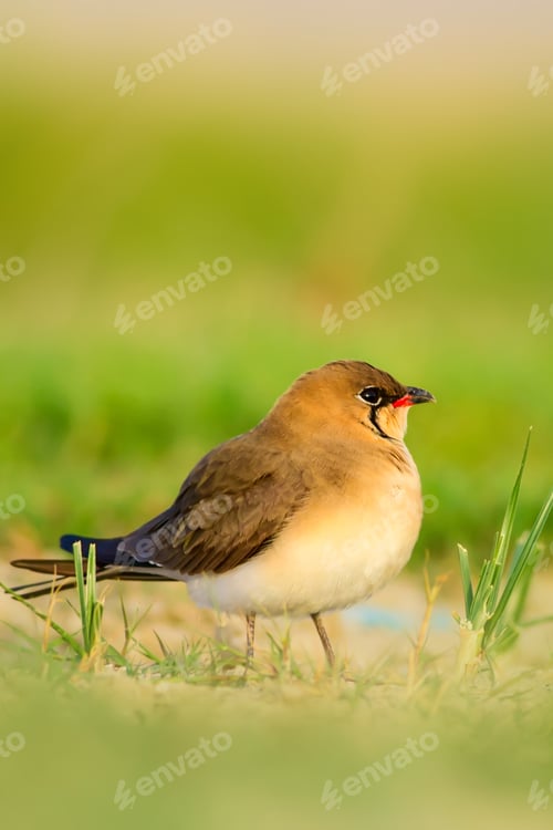 Preview: Nature And Bird. Green Nature Habitat Background. Bird: Collared Pratincole. Glareola Pratincola.