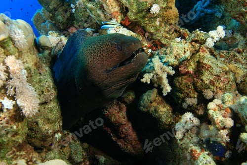 Preview: Giant Moray Eel (Gymnothorax Javanicus) And Cleaner Wrasse