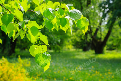 Preview: Beautiful Summer Landscape With Meadow Grasses, Trees And Flowers. Sunny Summer Morning In The