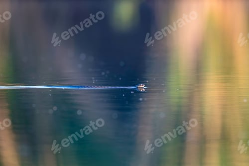 Preview: Swimming Water Snake. Colorful Nature Background.