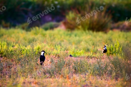 Preview: Cute Bird. Spur Winged Lapwing. Vanellus Spinosus. Nature Background. Bafa Lake. Turkey.