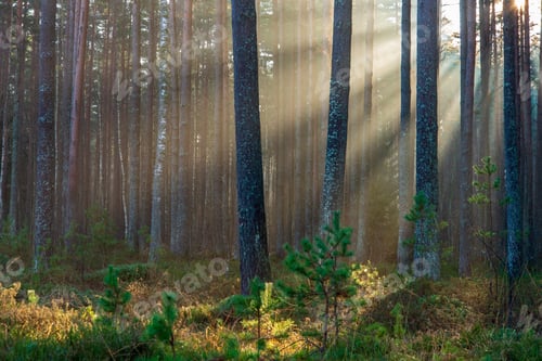 Preview: Natural Sun Light Rays Shining Through Tree Branches In Summer Morning With Rain Drops On Wet