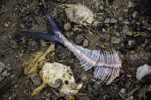 Preview: Detail Of Fish Bones In Bad Condition