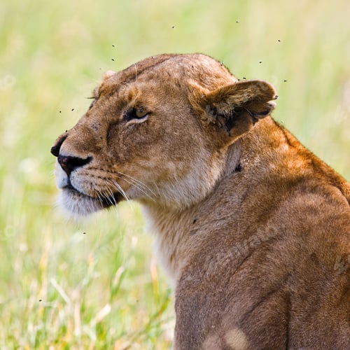 Preview: Lioness In The Serengeti National Park, Tanzania