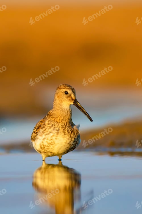 Preview: Water Bird. Colorful Nature Background. Bird: Curlew Sandpiper. Calidris Ferruginea.