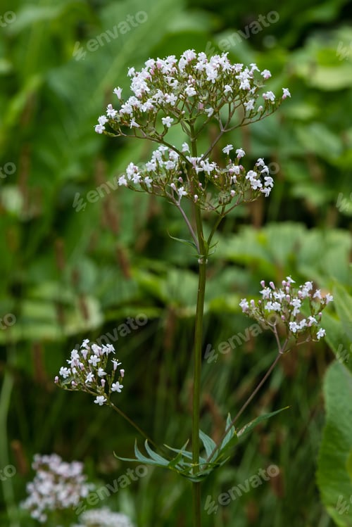 Preview: Valeriana Officinalis In Garden. Flowers Of Valeriana Officinalis. Cultivation Of Medicinal Plants
