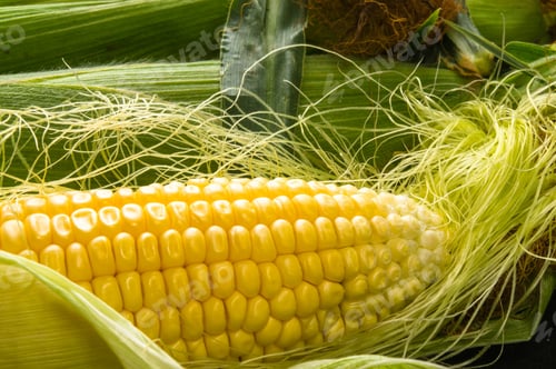 Preview: Fresh Corn On Cobs On Black Background, Closeup