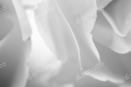 Preview: Black And White, Beautiful, Delicate Rose Petals