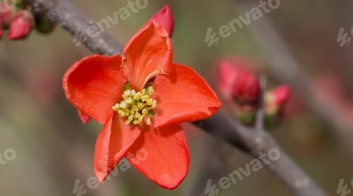 Preview: Red Flower On The Bush