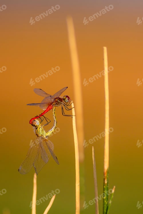 Preview: Cute Dragonflies. Colorful Nature Background.