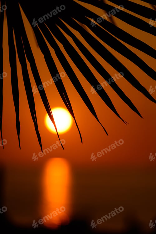 Preview: Silhouette Of Sabal Palmetto Leaves Against Sunset Sky