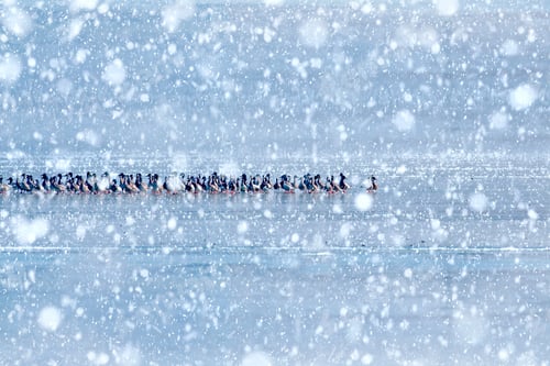Preview: Winter Season And Birds. Falling Snow. Nature Background.