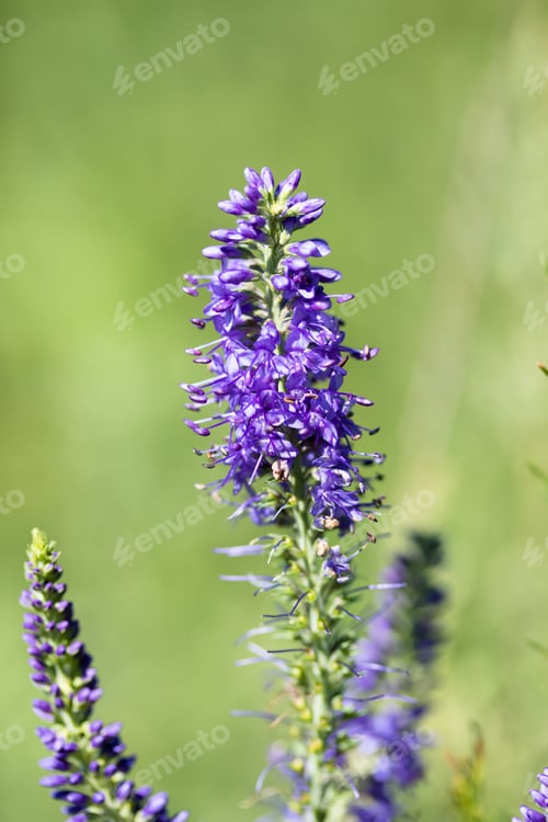 Preview: Pickerelweed Pontederia Cordata